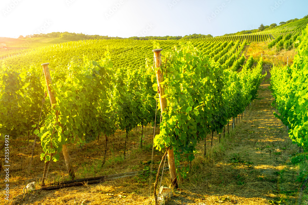 Naklejka premium Weinanbau Deutschland Mosel