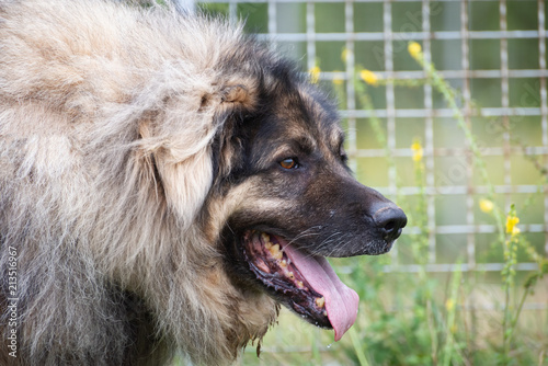 Schilderij op canvas Sarplaninac, shepherd dog from Sar planina