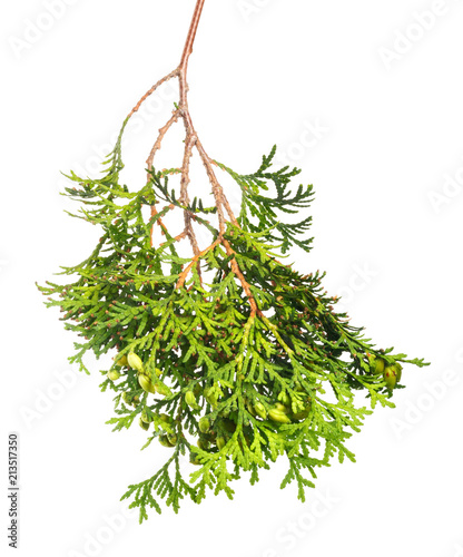 Green branch of a juniper with berries and needles on isolated background