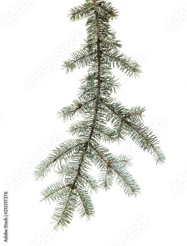 Green branch of spruce with needles on  isolated background © Loraliu