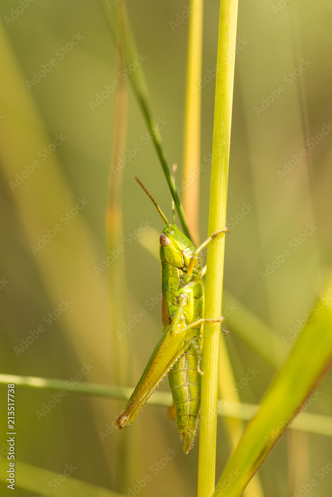 Meadow grasshopper, grasshopper Meadow grasshopper, grasshopper