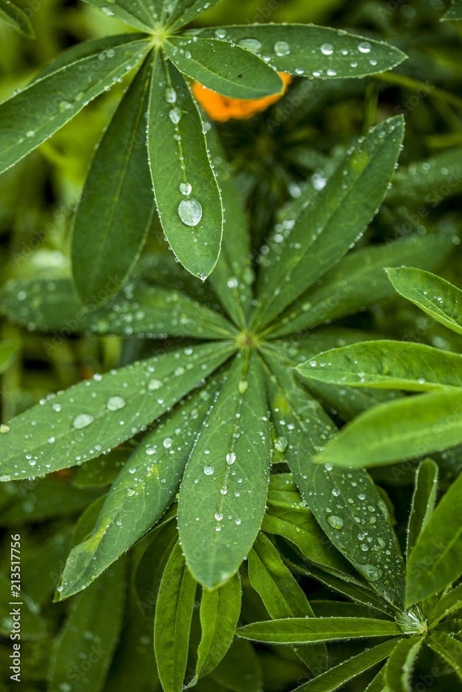 plant plant