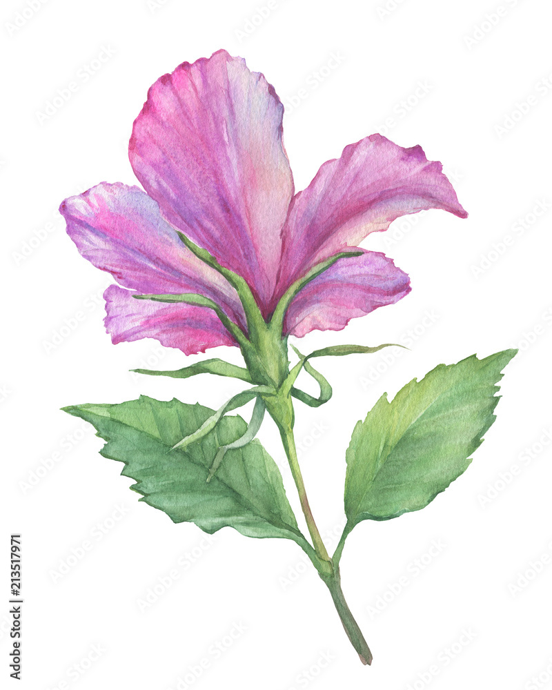 Branch with bright pink Hibiscus flower (also known as rose of Althea or Sharon, rose mallow) Watercolor hand drawn painting illustration isolated on a white background.