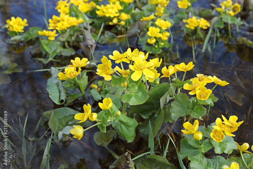 The marsh marigold in the spring of water