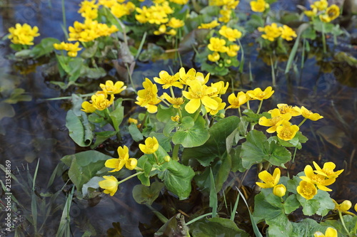 The marsh marigold in the spring of water