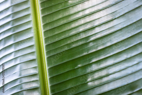 Banana Leaf Texture photo