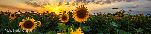 Summer landscape: beauty sunset over sunflowers field. Panoramic views © ruslan_khismatov