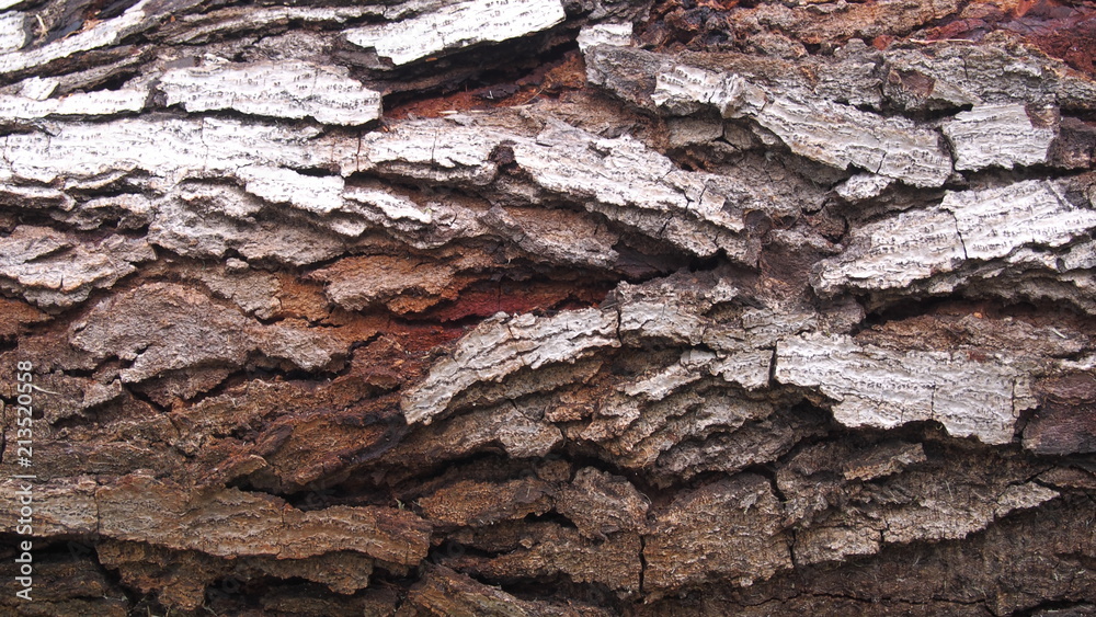Fototapeta premium Neem Wood 