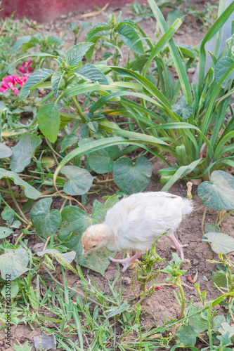 Little Turkey walks around the yard in the summer
