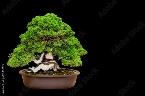 Traditional japanese bonsai miniature tree in a ceramic pot isolated on a black background.