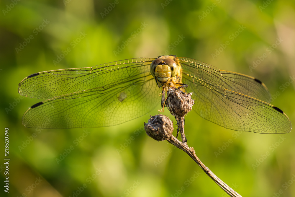 A Beautiful Yellow Dragonfly n a Plant (Front View) A Beautiful Yellow Dragonfly n a Plant (Front View)
