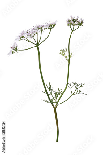 Flowering of cilantro. Branch of plant isolated on a white background