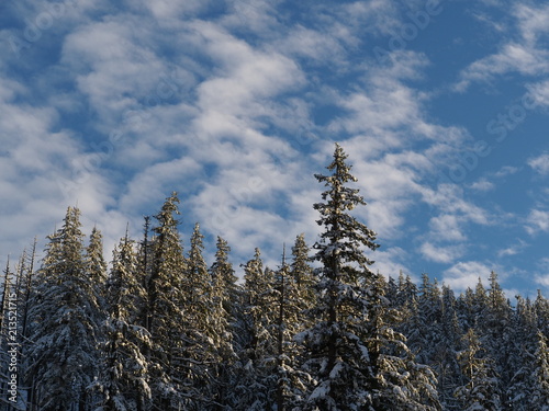A thick forest of fir trees in the Deschutes National Forest covered with fresh snow on a sunny winter afternoon.