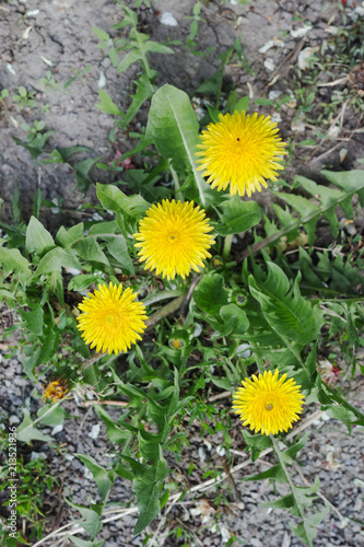 Taraxacum plant from the top