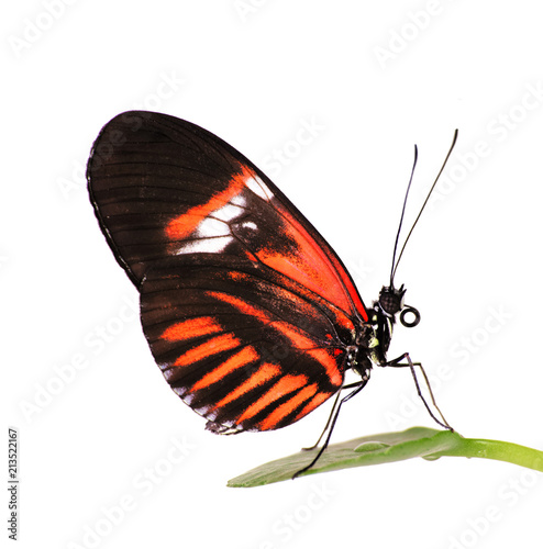 The common postman butterfly, Heliconius melpomene, with red piano key pattern on black is sitting on a leaf. Isolated on white background. photo