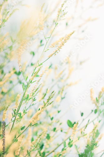 Delicate wildflowers windy and light pastel colors. Beautiful tender nature background vertical. 