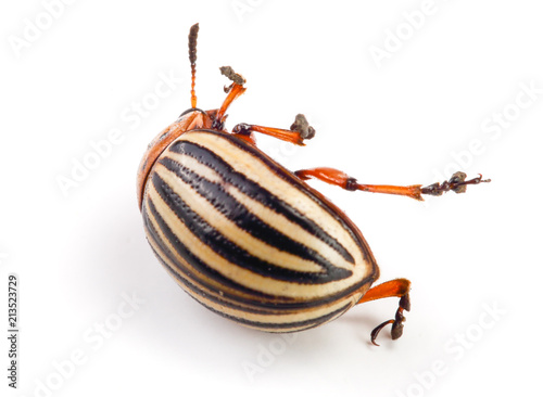 Colorado Potato Beetle isolated on white background