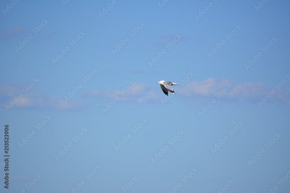 Fototapeta premium Möwe auf Futtersuche