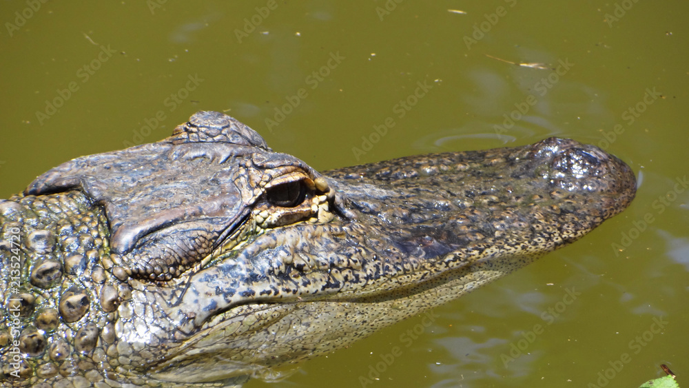 Obraz premium Alligator