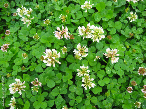 Trifolium repens or  white clover plant photo
