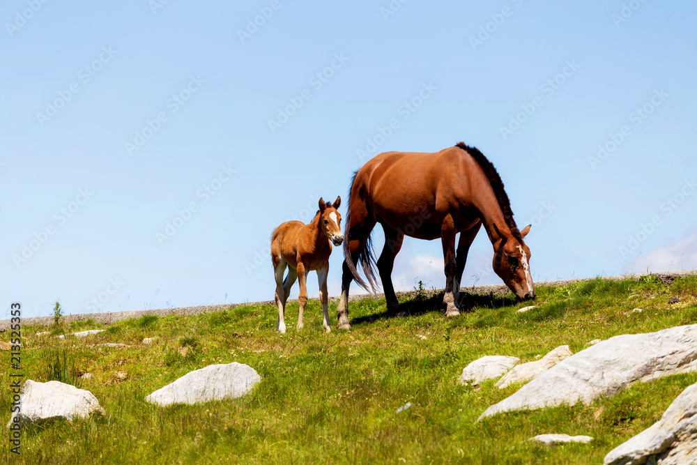 Wild horses in Transylvania, Romania. Mare and Foal together in the green meadow
