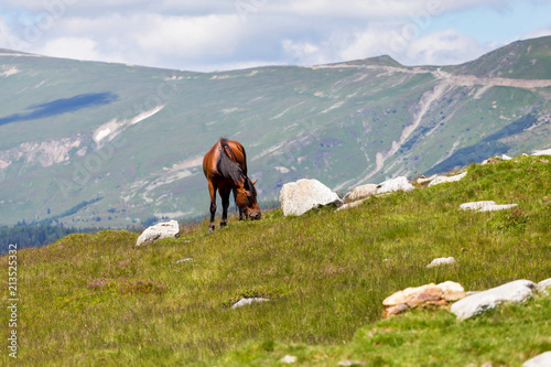 Wild horses in Transylvania, Romania. Mare and Foal together in the green meadow