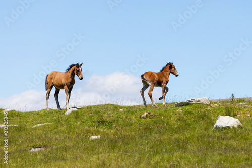 Wild horses in Transylvania, Romania. Mare and Foal together in the green meadow