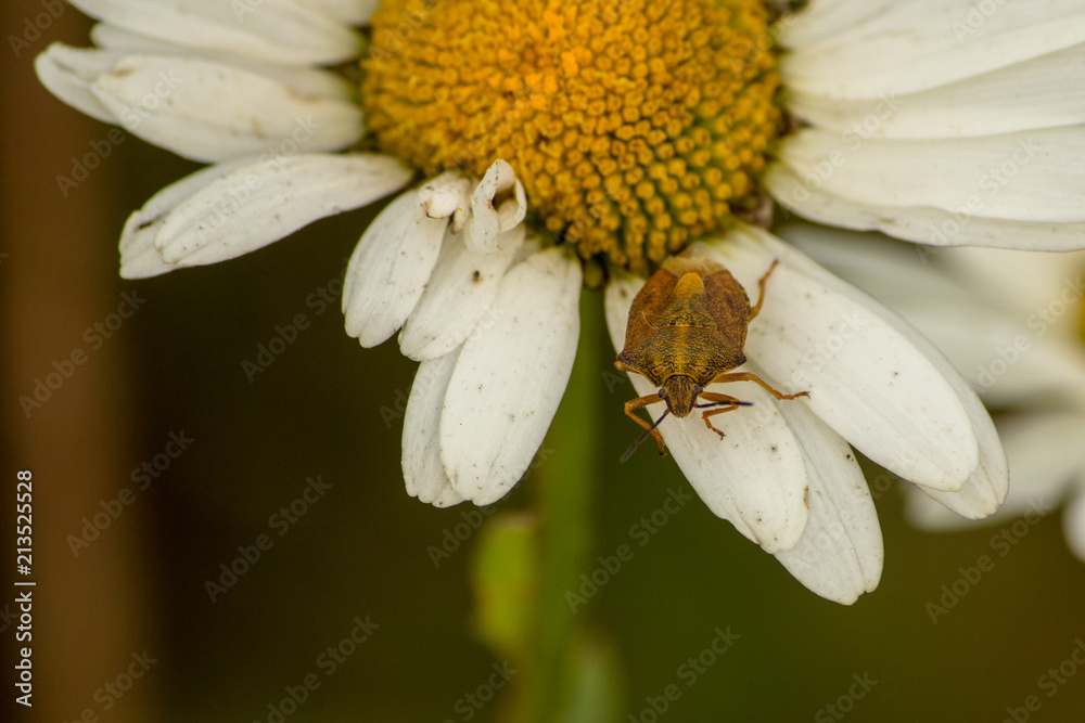 Obraz premium a floral bug sits on a flower