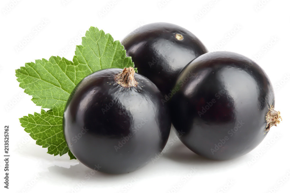 three black currant with leaf isolated on white background three black currant with leaf isolated on white background