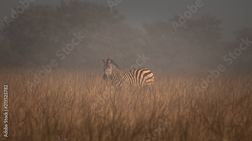 Zebra in the Mist