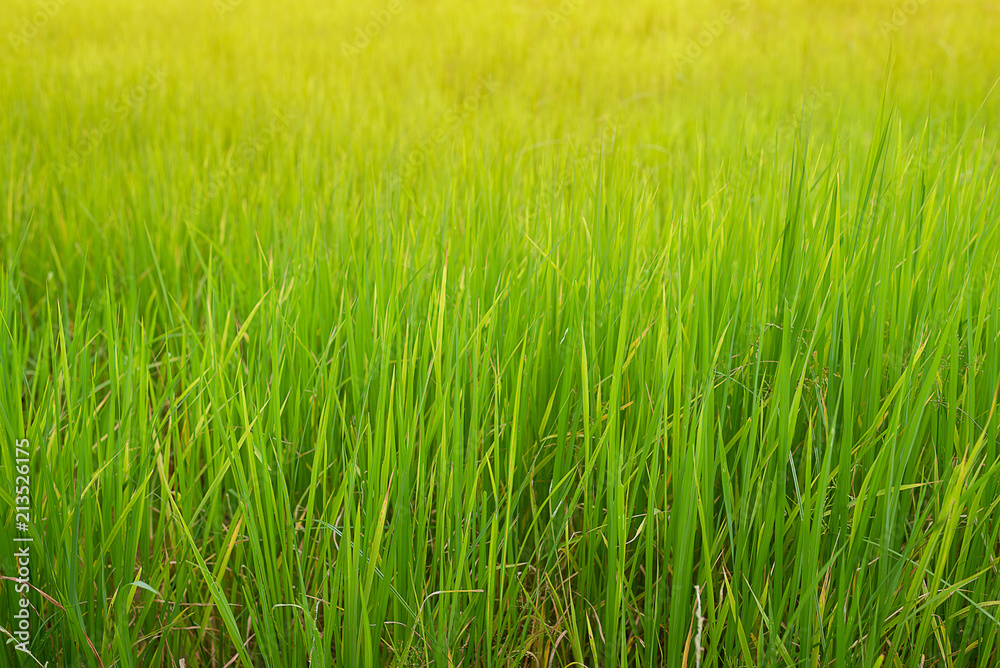 Young rices plant field in rain season in Thailand, Rices are glowing under sunlight. Thailand agriculture. 