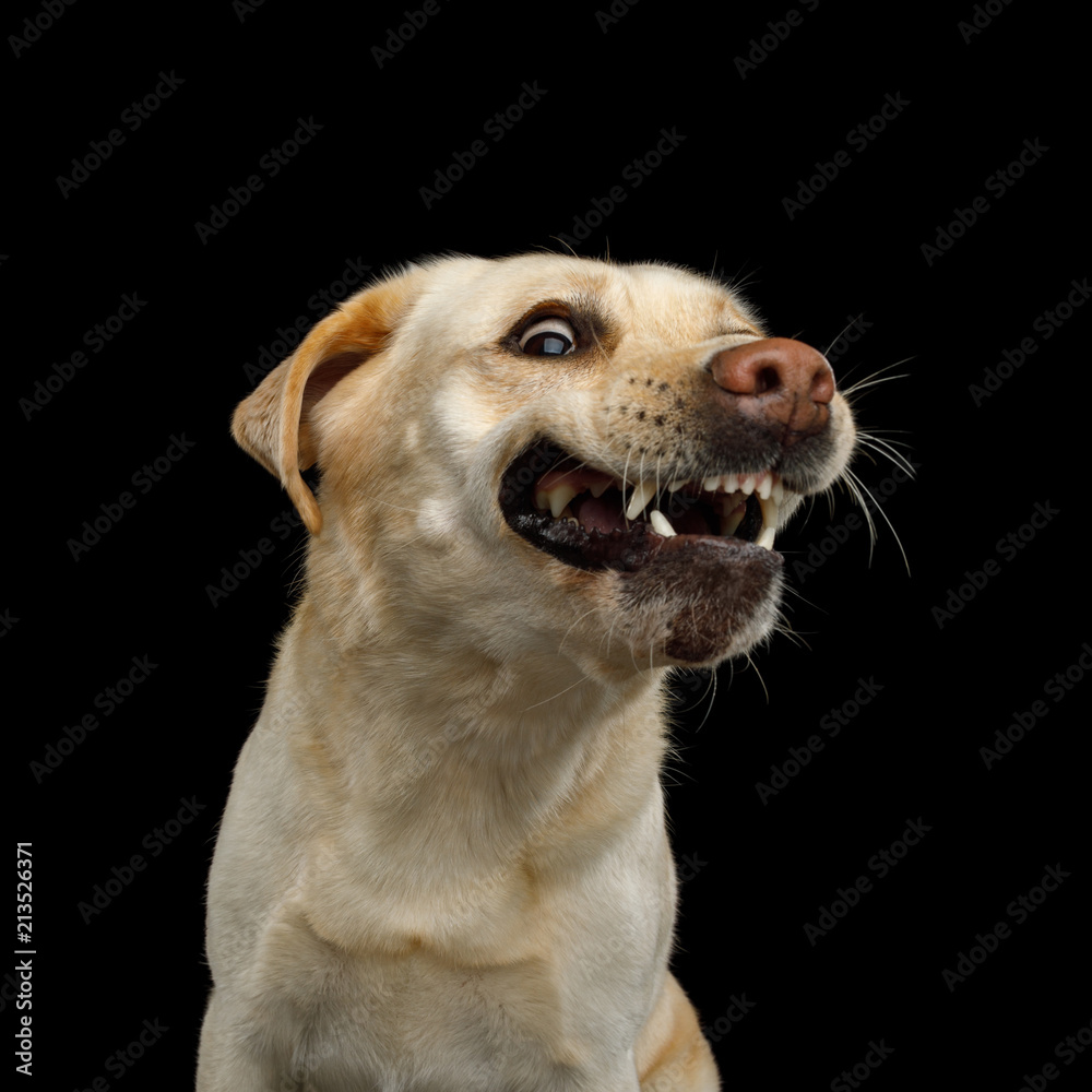 Funny Portrait of Smiled Labrador retriever dog with opened mouth on  isolated black background, front view Stock Photo | Adobe Stock
