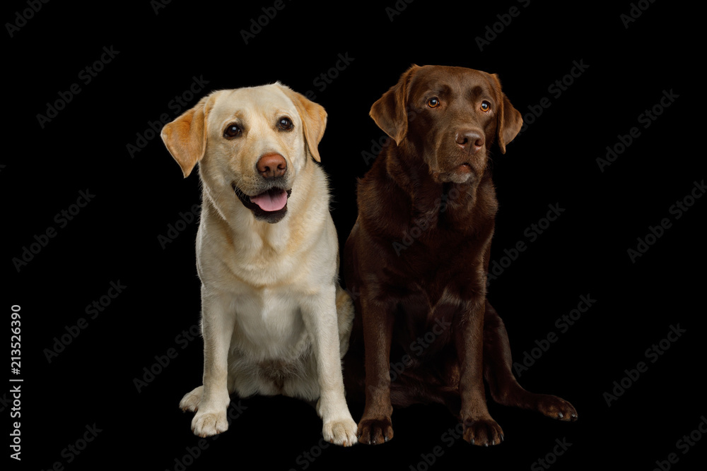 Two Labrador retriever dogs sitting and stare on isolated black background, front view Two Labrador retriever dogs sitting and stare on isolated black background, front view