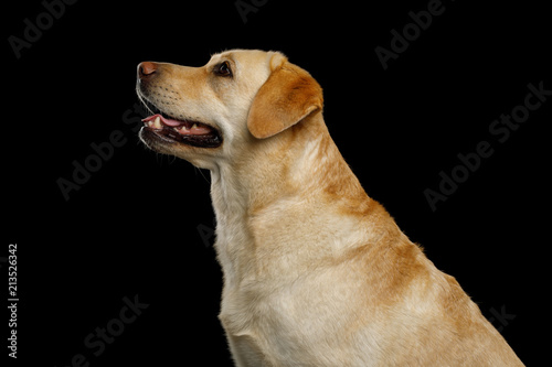 Cute Portrait of creame Labrador retriever dog Looking up on isolated black background, profile view