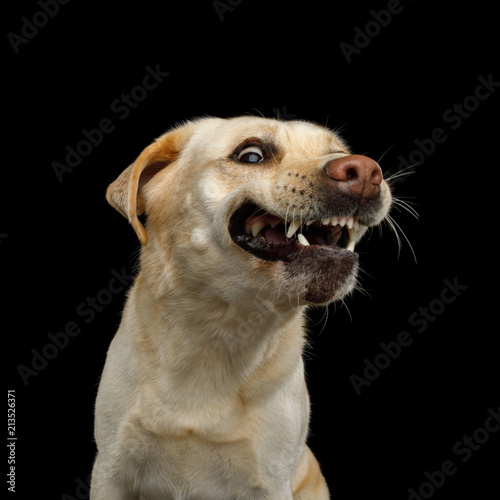 Fototapeta Naklejka Na Ścianę i Meble -  Funny Portrait of Smiled Labrador retriever dog with opened mouth on isolated black background, front view