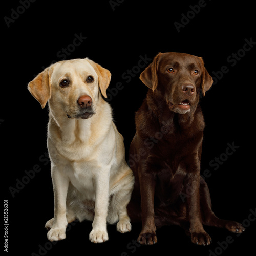 Two Labrador retriever dogs sitting on isolated black background, front view