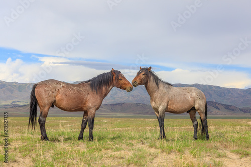 Wild Horses in the Utah Desert in Summer