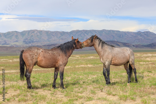 Wild Horses in the Utah Desert in Summer © natureguy