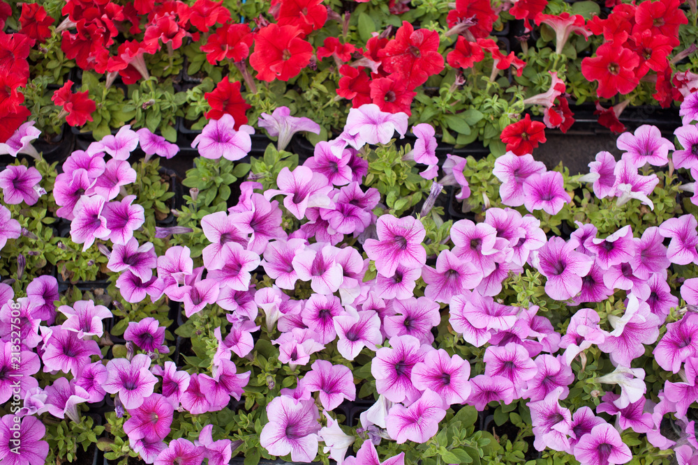 Purple petunia flowers in the garden in Spring time