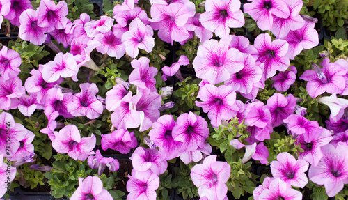 Purple petunia flowers in the garden in Spring time