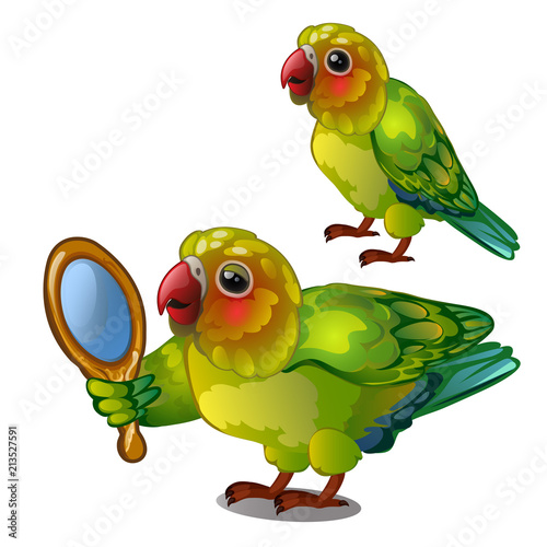 Parrot lovebird admiring her own reflection in the mirror. Tropical tamed bird is isolated on a white background. Animated vector illustration.