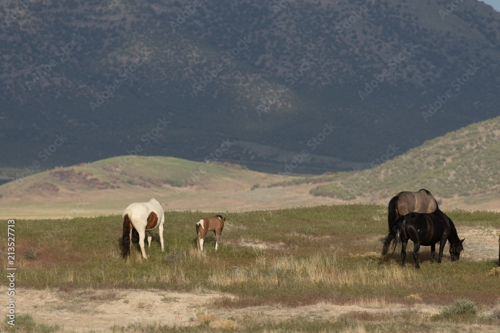 Wild Horses in the Utah Desert in Summer