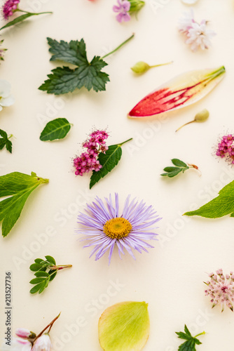 summer flowers and leaves