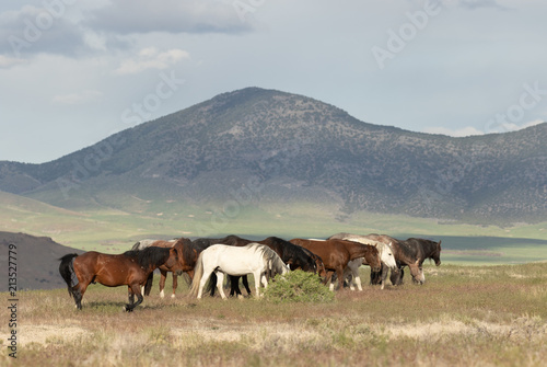 Wild Horses in the Utah Desert in Summer © natureguy