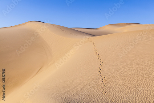 sand dune in sunrise in the sonoran desert with human footsteps in the sand