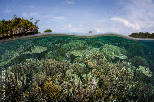 Fototapeta Naklejka Na Ścianę i Meble -  Amazing Healthy Coral Reef in Raja Ampat