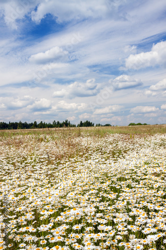 spring landscape with flowering flowers on meadow