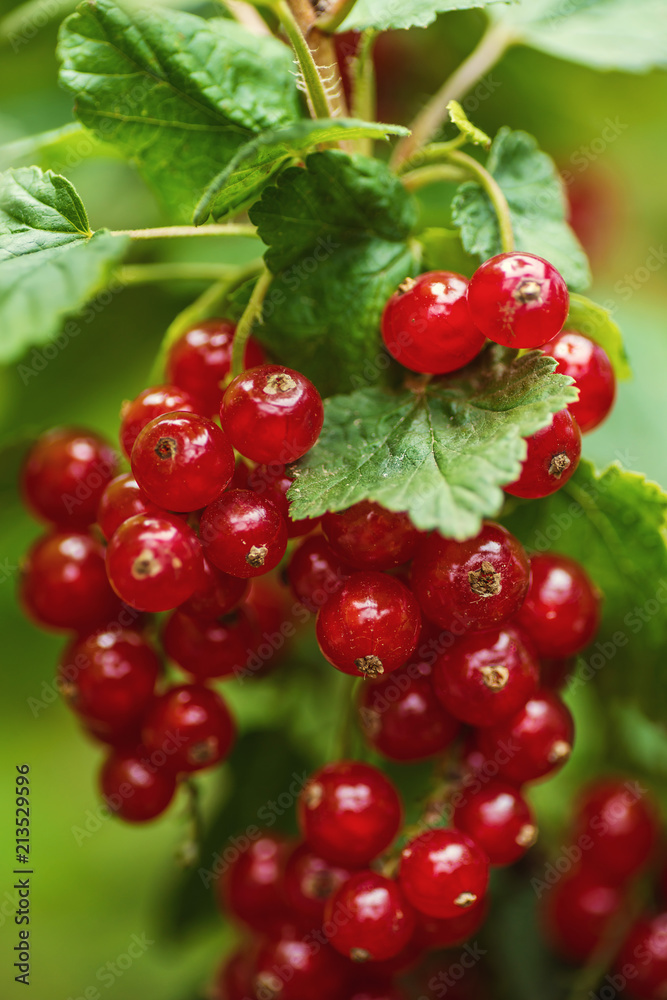 fresh red currants on branch with leaves in garden, fresh fruit product photography
