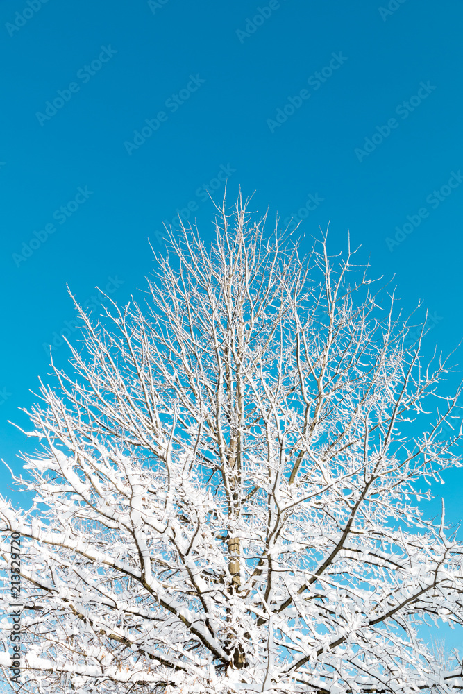 Winter natural background, big tree after snowfall against blue sky. Winter natural background, big tree after snowfall against blue sky.