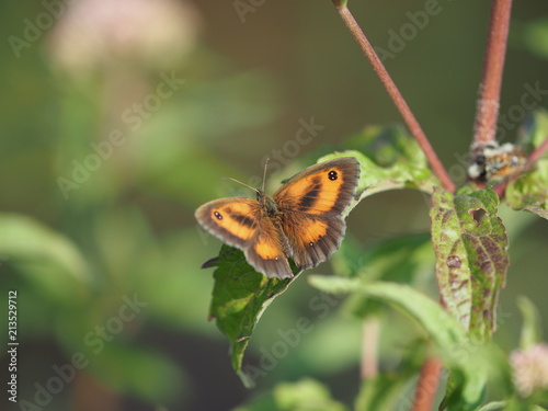 orange brauner Schmetterling - orange brown butterfly © Ralf Blechschmidt